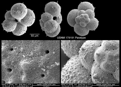 Globigerina quinqueloba egelida Cifelli & Smith, 1970