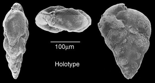 Pseudoguembelina costellifera Masters, 1976