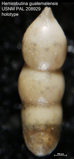 Hemirobulina guatemalensis Bermúdez, 1963
