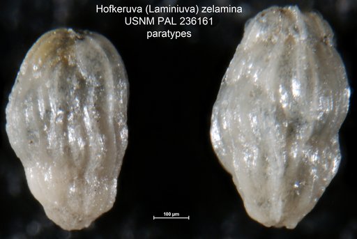 Hofkeruva (Laminiuva) zelamina Vella, 1961