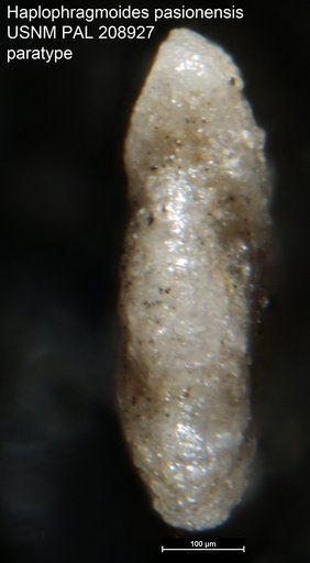 Haplophragmoides pasionensis Bermúdez, 1963