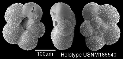 Globigerina exumbilicata Herman, 1974