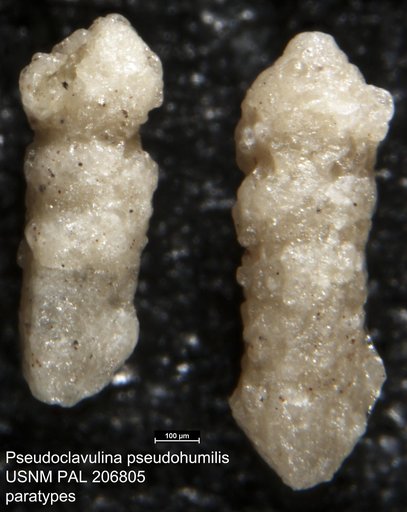Pseudoclavulina pseudohumilis Haque, 1956