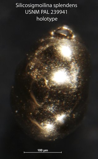Silicosigmoilina splendida Thompson, 1980