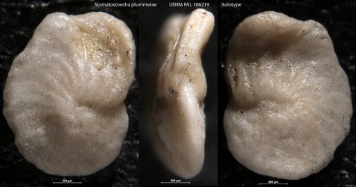 Stomatostoecha plummerae Applin et al., 1950