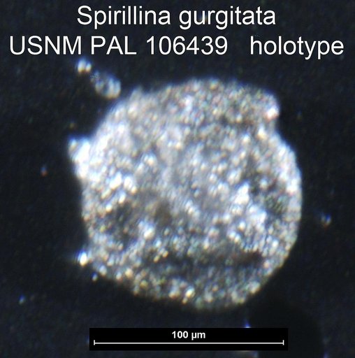 Spirillina gurgitata Tappan, 1951