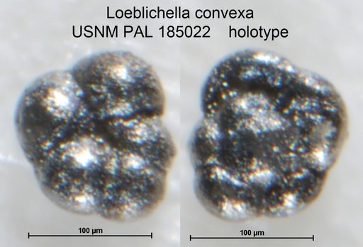 Loeblichella convexa Longoria, 1974