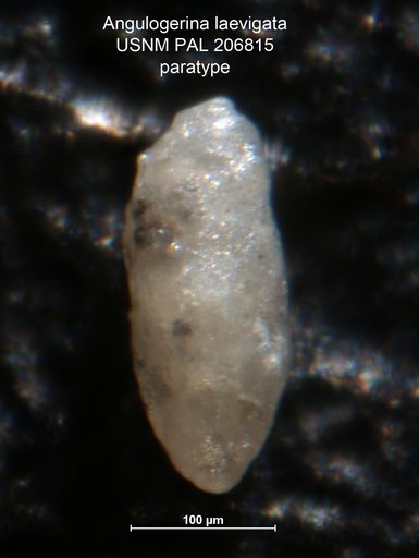 Angulogerina laevigata Haque, 1956