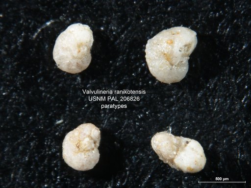 Valvulineria ranikotensis Haque, 1956