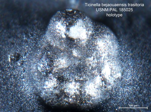 Ticinella bejaouaensis transitoria Longoria, 1974
