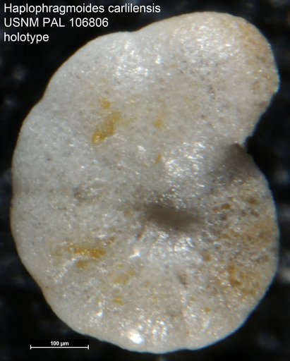 Haplophragmoides carlilensis Fox, 1954