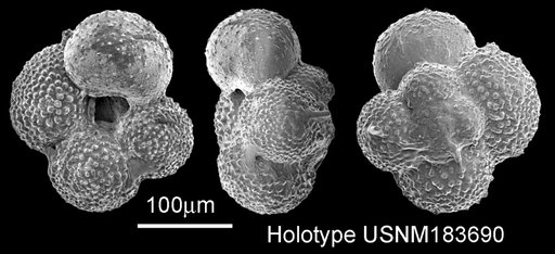 Globigerina antarctica Keany & Kennett, 1972