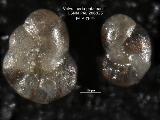 Valvulineria patalaensis Haque, 1956