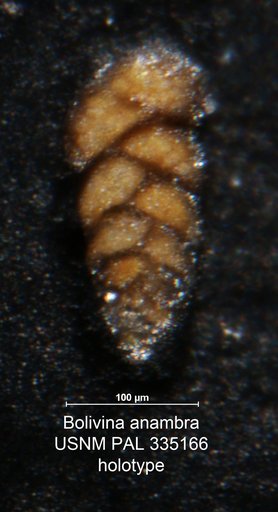 Bolivina anambra Petters, 1982