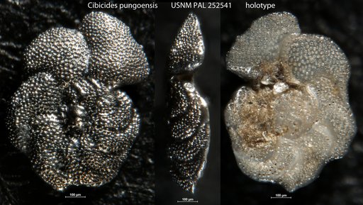 Cibicides pungoensis Gibson, 1983