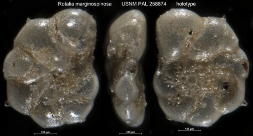Rotalia marginospinosa LeRoy, 1941