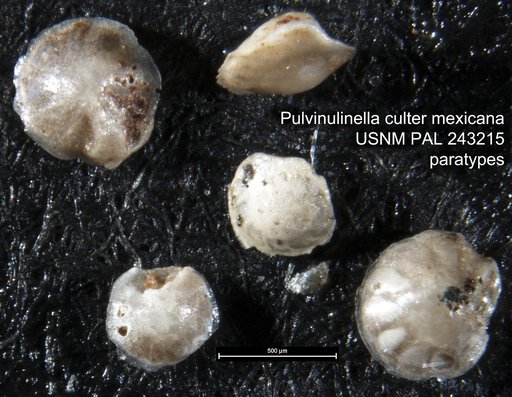 Pulvinulinella culter mexicana Cole, 1927