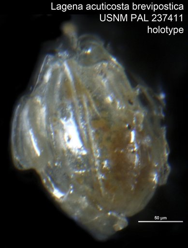 Lagena acuticosta brevipostica Bandy, 1951