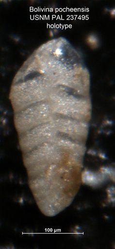 Bolivina pocheensis White, 1956