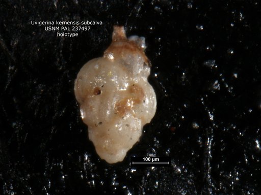 Uvigerina kernensis subcalva White, 1956