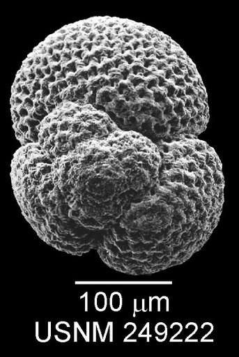 Globigerinoides kennetti Keller & Poore, 1980