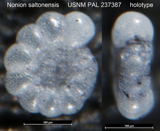 Nonion saltonensis Arnal, 1958