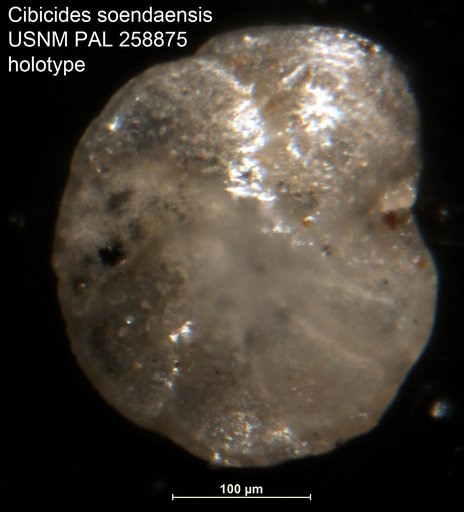 Cibicides soendaensis LeRoy, 1941