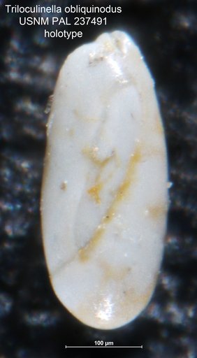 Triloculinella obliquinodus Riccio, 1950
