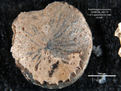Amphistegina mexicana Cole, 1927