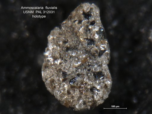 Ammoscalaria fluvialis Parker, 1952