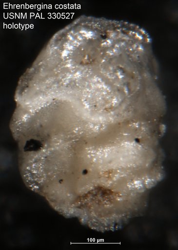 Ehrenbergina costata Arnal, 1984