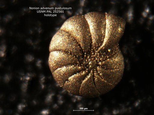 Nonion advenum pustulosum Gibson, 1983