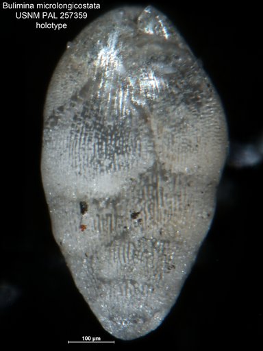 Bulimina microlongicostata Leroy, 1941