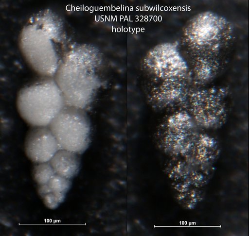 Chiloguembelina subwilcoxensis Petters, 1983