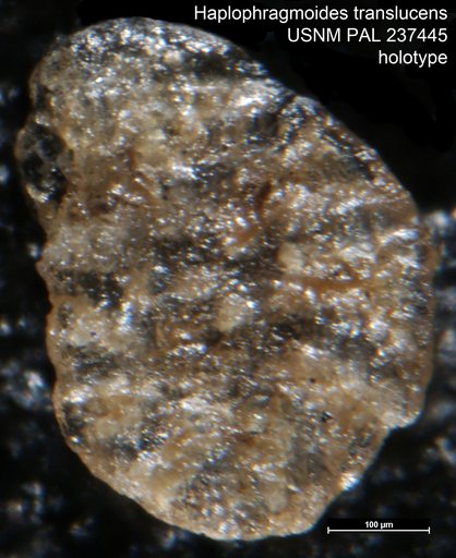 Haplophragmoides translucens Bandy & Arnal, 1957