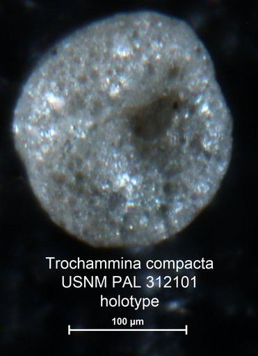 Trochammina compacta Parker, 1952