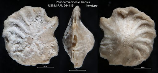 Penoperculoides cubensis Cole & Gravell, 1952