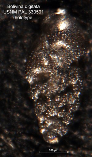 Bolivina digitata Arnal, 1984