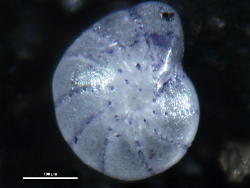 Elphidium discoidale asiaticum Polski, 1959