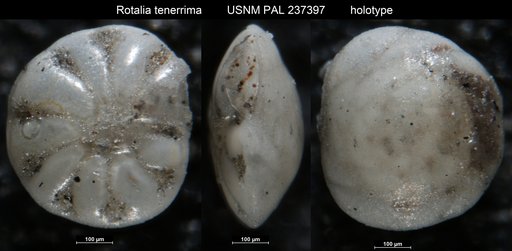 Rotalia tenerrima Bandy, 1950