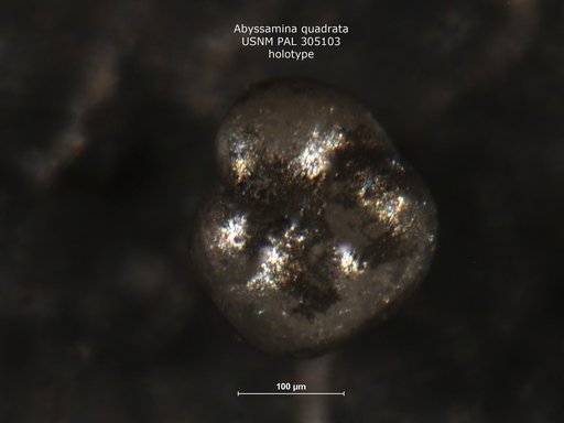 Abyssamina quadrata Schnitker & Tjalsma, 1980