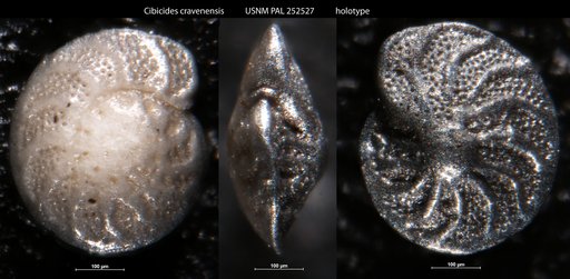Cibicides cravenensis Gibson, 1983