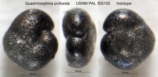 Quadrimorphina profunda Schnitker & Tjalsma, 1980