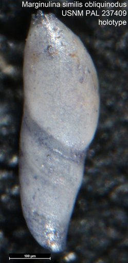 Marginulina similis obliquinodus Bandy, 1951