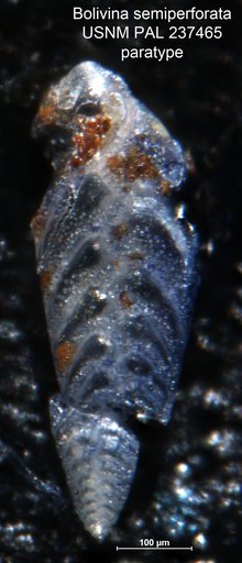 Bolivina semiperforata Martin, 1952