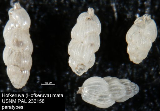 Hofkeruva (Hofkeruva) mata Vella, 1961