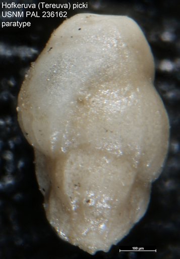 Hofkeruva (Tereuva) picki Vella, 1961