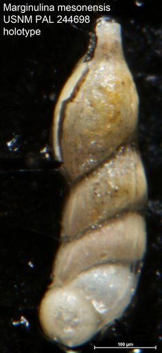 Marginulina mesonensis Cole & Gillespie, 1930