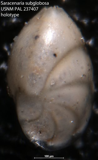 Saracenaria subglobosa Bandy, 1951