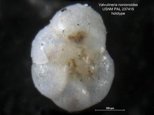 Valvulineria nonionoides Bandy, 1951